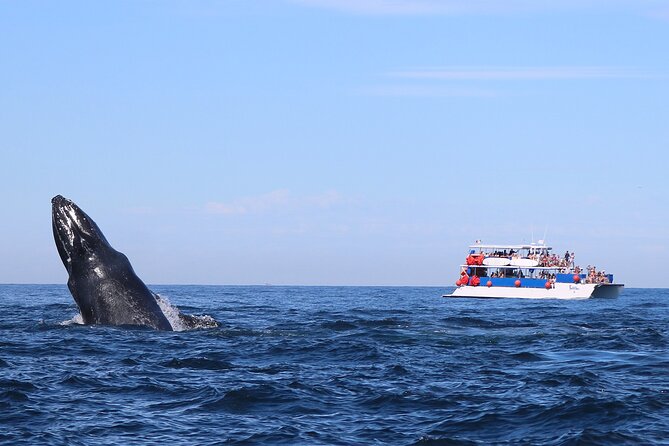 Whale Watching in Puerto Vallarta - Catamaran Comfort and the Reality of a Full Boat