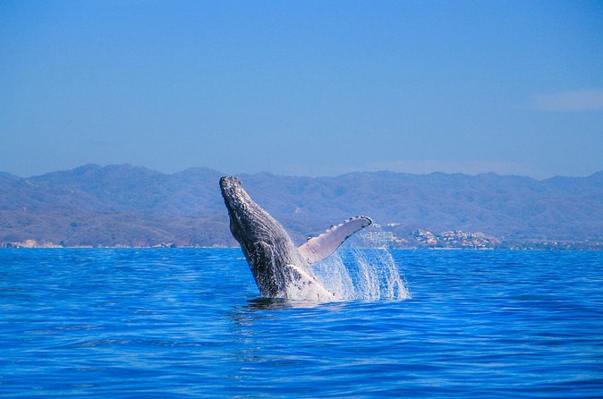 Whale Watching in Puerto Vallarta - 3 Hours on the Water in the Bay of Banderas: How Sightings Usually Play Out