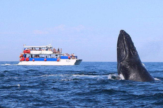 Whale Watching in Puerto Vallarta - Food, Open Bar, and the Little Touches That Keep It Fun