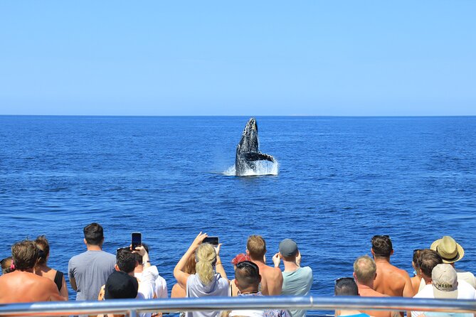 Whale Watching in Puerto Vallarta - Price and Value: Is $99 Fair for This 3-Hour Whale Watch?
