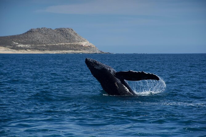 Whale Watching in San Jose del Cabo - Key highlights you will actually care about
