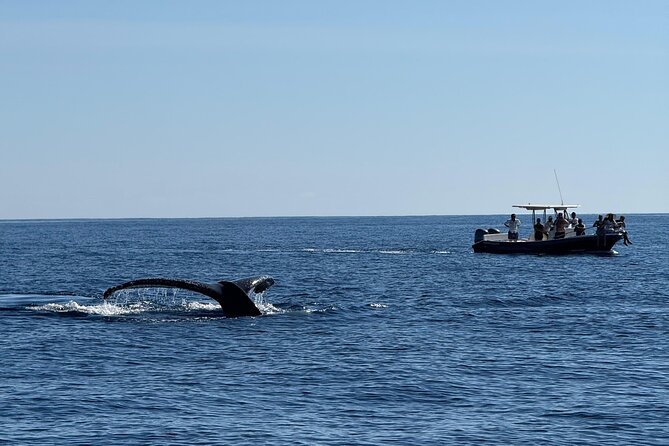 Whale Watching in San Jose del Cabo - East Cape Beach Route: Why Humpbacks Can Feel Uncomfortably Close