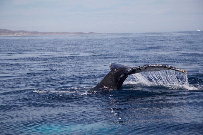Whale Watching in San Jose del Cabo - Boat Comfort, Snacks, and Why Timing Depends on the Ocean