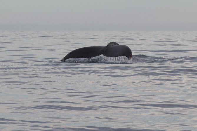 Whale Watching in San Jose del Cabo - Your Crew Matters: Captain Jose, Guides Francesco and Roberto, and a Team That Works the Water