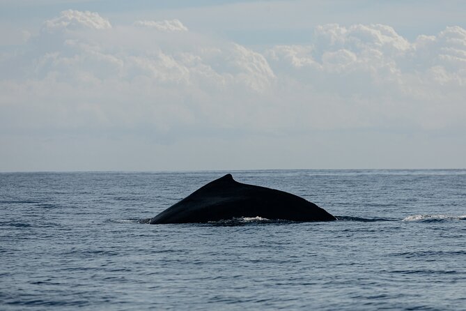 Whale Watching in San Jose del Cabo - Who Should Book This San Jose del Cabo Whale Watching Tour