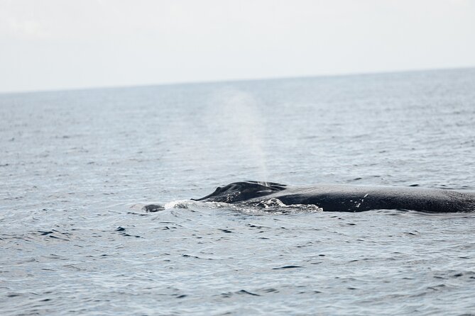 Whale Watching in San Jose del Cabo - FAQ