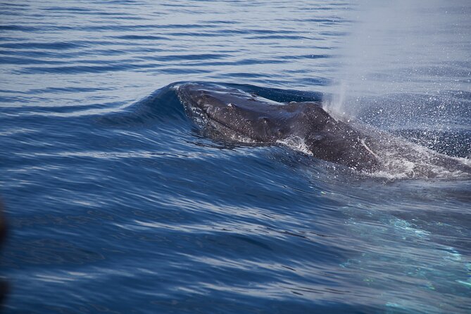 Whale Watching in San Jose del Cabo - What You Might Spot Besides Whales in the Sea of Cortez