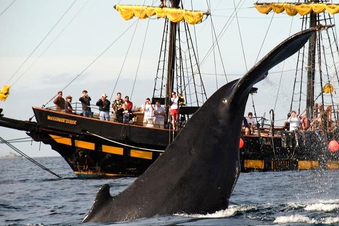 Whale-Watching Pirate Ship Cruise in Los Cabos - Whale Spotting for Gray and Humpbacks: What You Should Watch