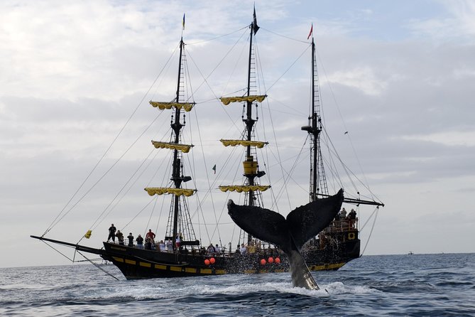 Whale-Watching Pirate Ship Cruise in Los Cabos - Breakfast and Open Bar: Comfort, Value, and Motion Smarts