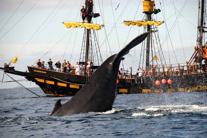 Whale-Watching Pirate Ship Cruise in Los Cabos - What It Feels Like Onboard: Crew Energy and Family-Friendly Chaos