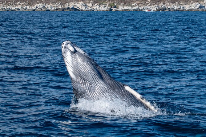 Whale Watching & Snorkeling Combo in Los Cabos with Photos Included - Whale Watching First, Then Snorkeling in the Sea of Cortez