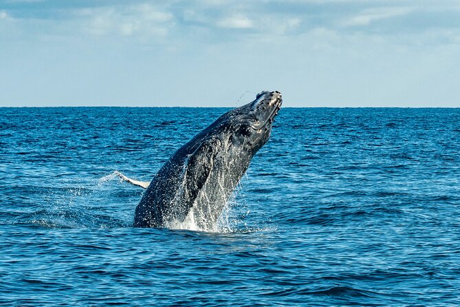 Whale Watching & Snorkeling Combo in Los Cabos with Photos Included - Snorkeling for About an Hour at the Reef