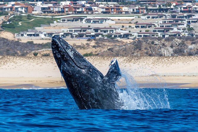 Whale Watching & Snorkeling Combo in Los Cabos with Photos Included - Snacks, Drinks, and the Small Comforts That Matter