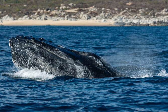 Whale Watching & Snorkeling Combo in Los Cabos with Photos Included - Price and Value for a $125 Combo