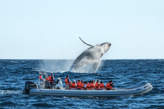 Whale Watching, The Famous Arch and Fast Boat Tour in Los Cabos - Quick takeaways before you book