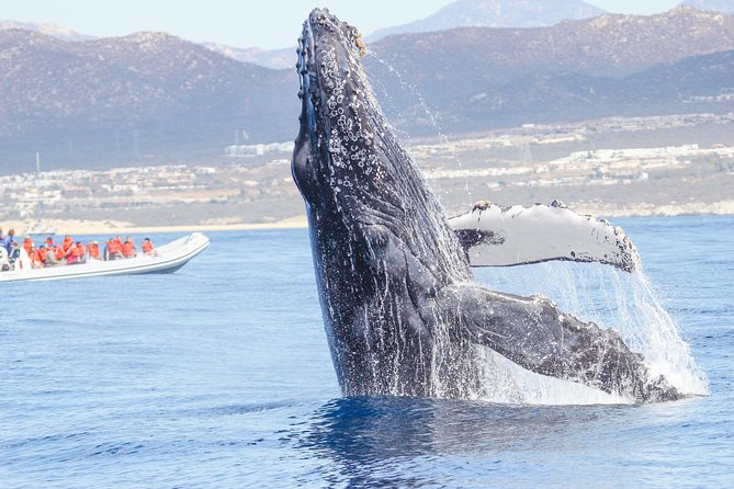 Whale Watching, The Famous Arch and Fast Boat Tour in Los Cabos - How the Cabo Adventures Whale Tour Feels on the Water