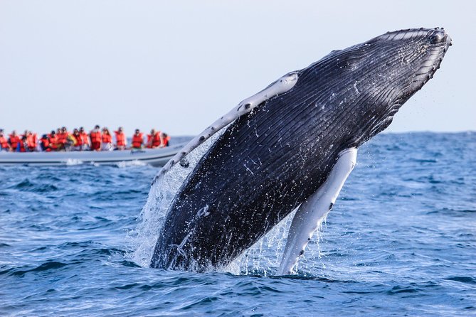 Whale Watching, The Famous Arch and Fast Boat Tour in Los Cabos - The Famous Arch Area: A Drive-By Worth the Camera