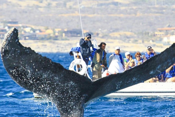 Whale Watching, The Famous Arch and Fast Boat Tour in Los Cabos - Timing, Trip Length, and When the Sea Is in Charge