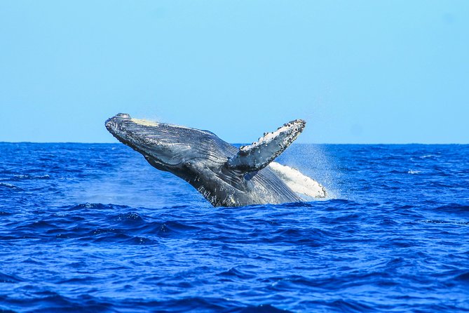Whale Watching, The Famous Arch and Fast Boat Tour in Los Cabos - Who This Tour Fits Best (and Who Should Rethink It)