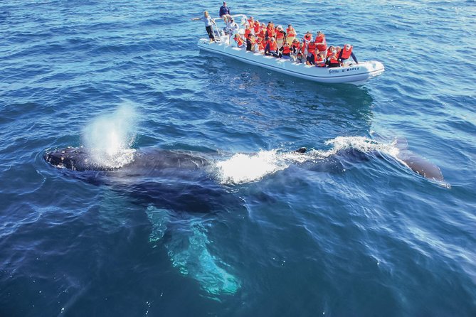 Whale Watching, The Famous Arch and Fast Boat Tour in Los Cabos - Getting There: Pickup Timing and the Real Cost