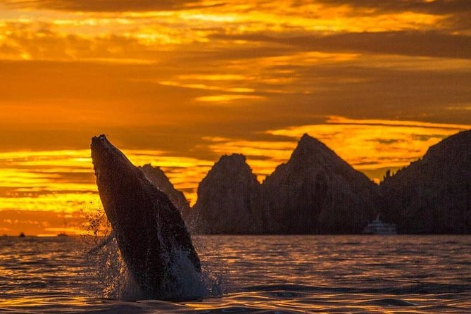 Whale Watching Tour in Los Cabos - Key highlights to know before you go