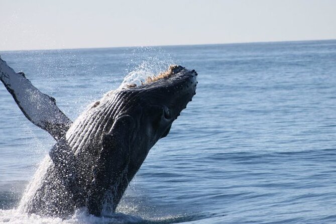 Whale Watching Tour in Los Cabos - Entering Cabo water life: what this tour feels like on the clock