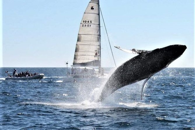 Whale Watching Tour in Los Cabos - Whale watching in practice: gray whales and humpbacks during migration