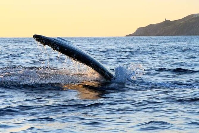 Whale Watching Tour in Los Cabos - Price and value: is $97 a fair deal in Los Cabos?