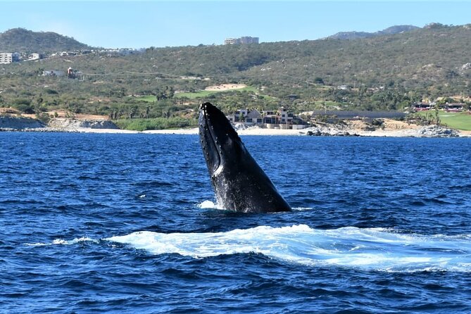 Whale Watching Tour in Los Cabos - Who should book this whale watching tour, and who might want alternatives
