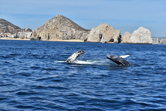 Whale Watching Tour in Los Cabos - Logistics that can make or break your morning