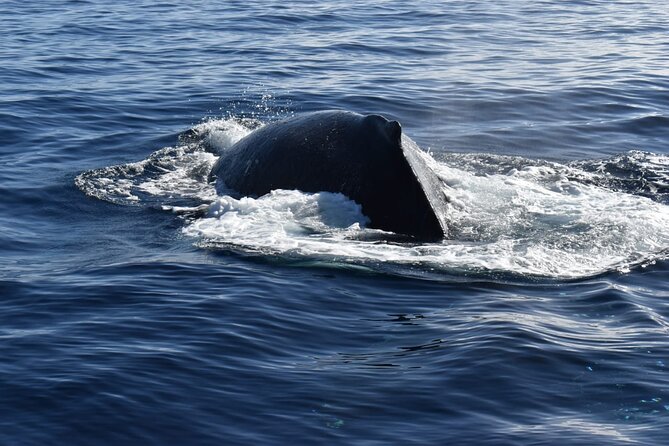 Whale Watching Tour in Los Cabos - Who should book this tour, and who might not