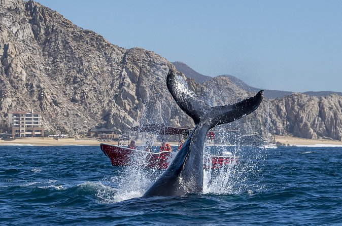 Whale Watching Tour with Arch and Beach in Cabo San Lucas - Exploring Cabo San Lucas for About an Hour