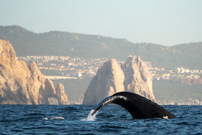 Whale Watching Tour with Arch and Beach in Cabo San Lucas - Boat Comfort, Safety Gear, and the Sales-Picture Reality