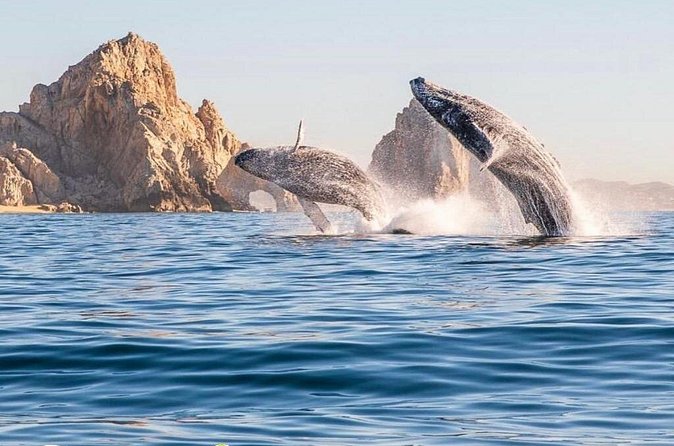 Whale Watching Tour with Arch and Beach in Cabo San Lucas - Timing, Crowds, and Why Your Expectations Matter