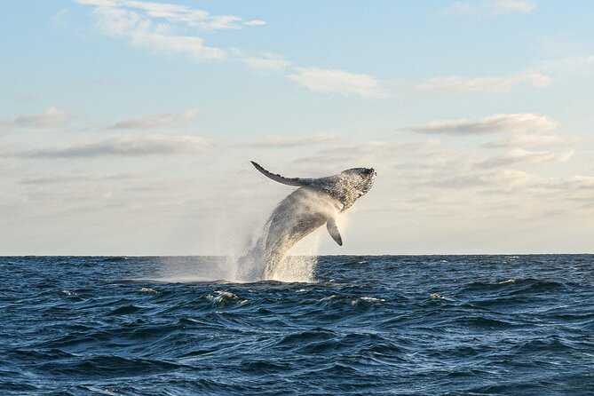Whale Watching Tour with Arch and Beach in Cabo San Lucas - The Cabo Arch Pass-By, What Makes It Worth the Stop