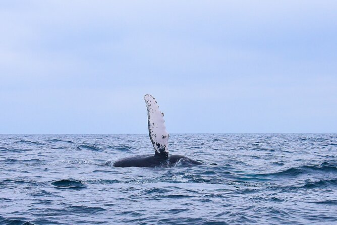 Whale Watching Warranty in San José del Cabo Snacks and drinks - Fast Facts: Why This Whale Watch Feels Special