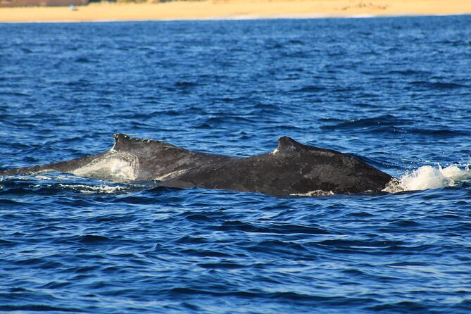 Whale Watching Warranty in San José del Cabo Snacks and drinks - Where to Meet and How the Morning Flow Works