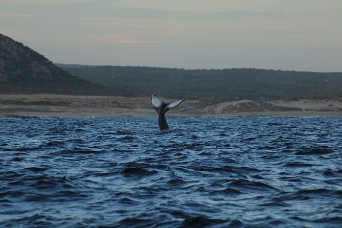Whale Watching Warranty in San José del Cabo Snacks and drinks - Timing: 8:00 AM or 10:00 AM and How to Pick