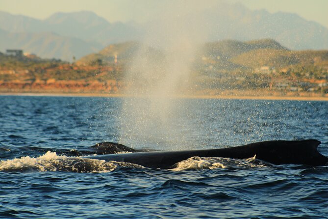 Whale Watching Warranty in San José del Cabo Snacks and drinks - Weather, Safety, and What to Know Before You Go
