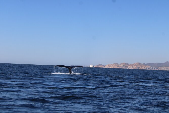 Whale Watching Warranty in San José del Cabo Snacks and drinks - Who This Whale Watching Trip Suits Best