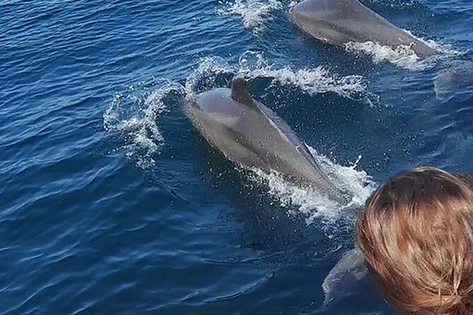 Wild Dolphin Encounter & Snorkeling Adventure - The Dolphin-Spotting Cruise: How This Trip Actually Feels on the Water