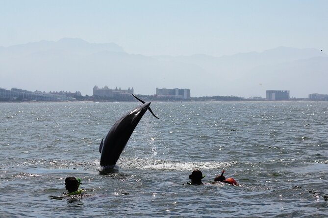 Wild Dolphin Encounter & Snorkeling Adventure - Safety, Ethics, and That “Humane” Factor