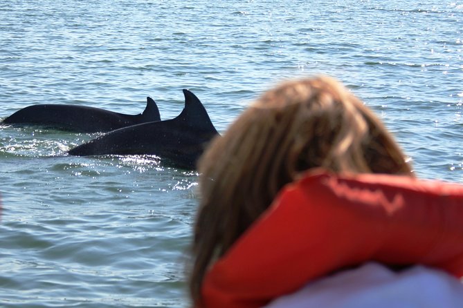 Wild Dolphin Encounter & Snorkeling Adventure - Food and Vegetarian Options: What You’ll Eat and What to Double-Check