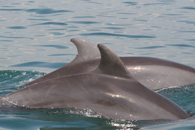 Wild Dolphin Encounter & Snorkeling Adventure - Price and Value: What You’re Getting for the Money