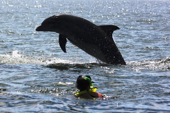 Wild Dolphin Encounter & Snorkeling Adventure - Weather, Seas, and Dolphin Chances: How to Prepare Realistically
