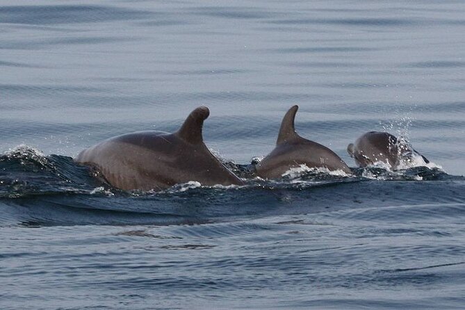 Wild Dolphin Encounter & Snorkeling Adventure - Who This Tour Is For (and Who Might Skip It)