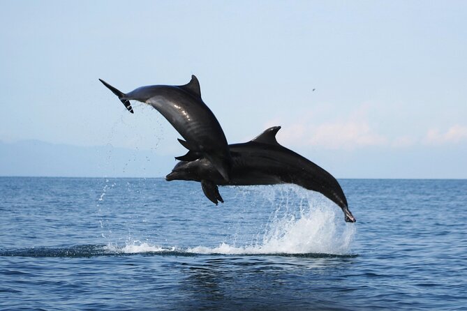 Wild Dolphin Encounter & Snorkeling Adventure - Los Arcos de Mismaloya Snorkeling: Why This Stop Works