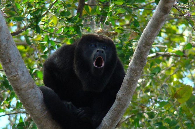 Wild Monkey Tour (Private, Half Day) - Key highlights before you go