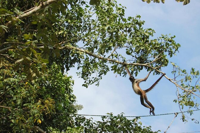 Wild Monkey Tour (Private, Half Day) - Why Punta Laguna Monkey Time Fits a Half-Day Schedule
