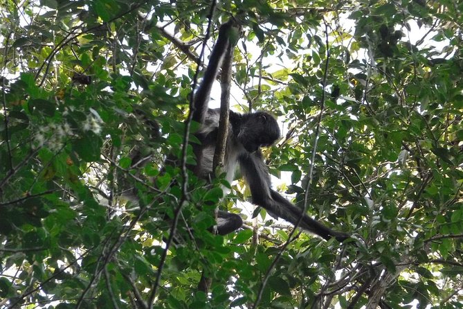 Wild Monkey Tour (Private, Half Day) - The Guides Behind Better Monkey Spotting